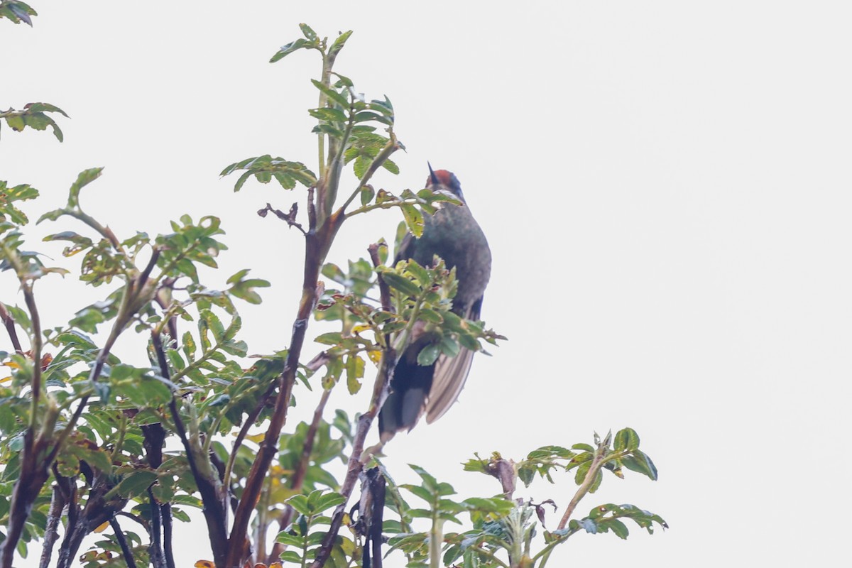 Rainbow-bearded Thornbill - ML620380386