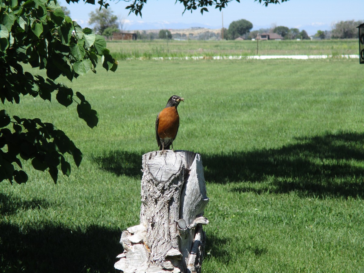 American Robin - ML620380428