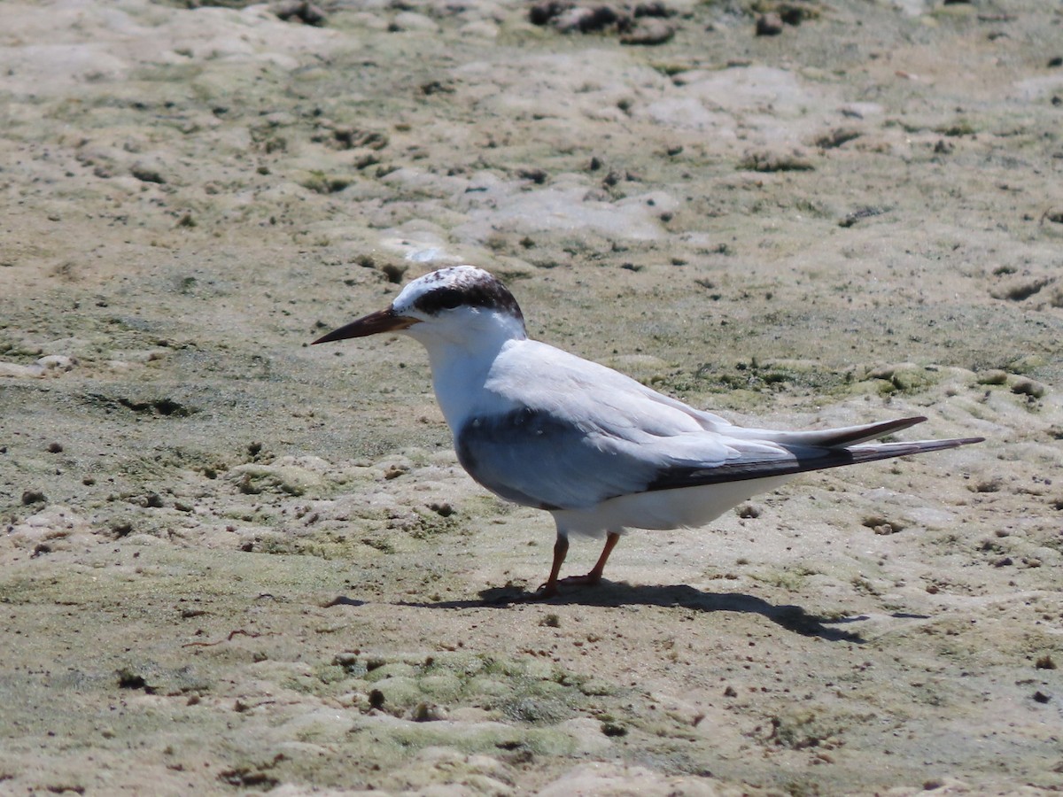 Common Tern - ML620380447