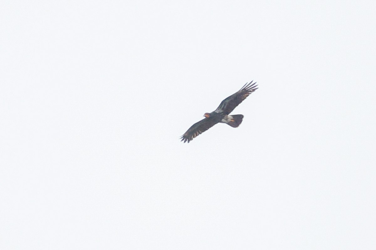 Caracara caronculé - ML620380448