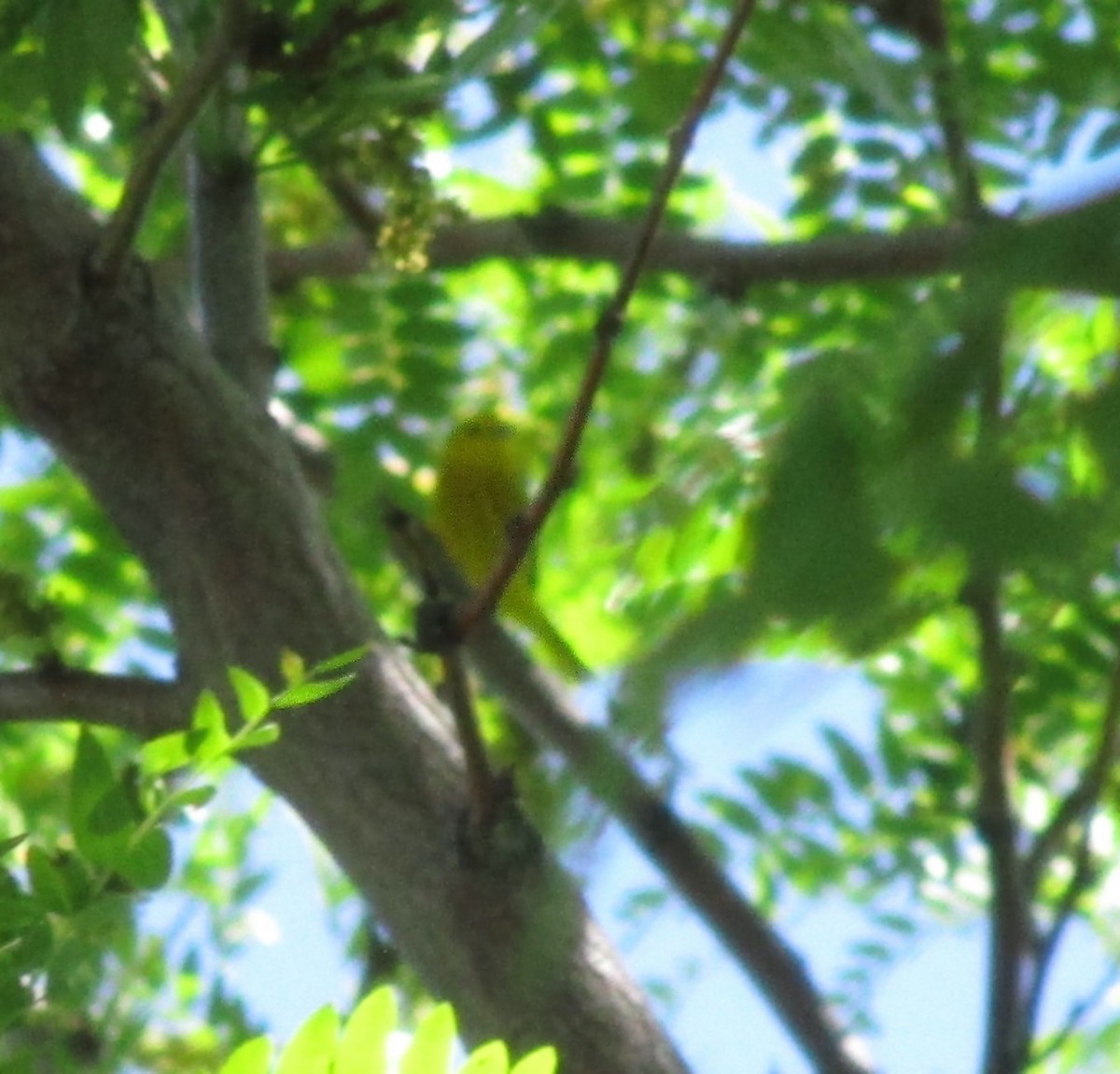 Yellow Warbler - ML620380455