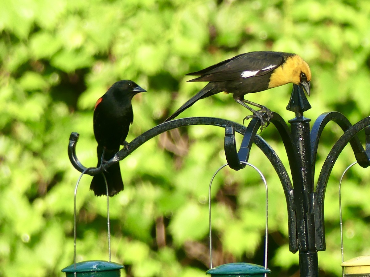 Yellow-headed Blackbird - ML620380458