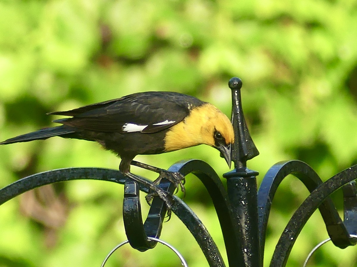Yellow-headed Blackbird - ML620380459