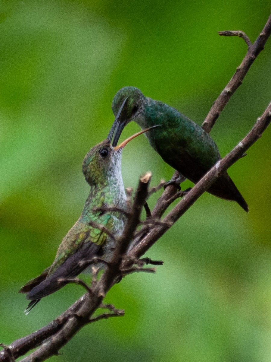 Blue-chested Hummingbird - ML620380464