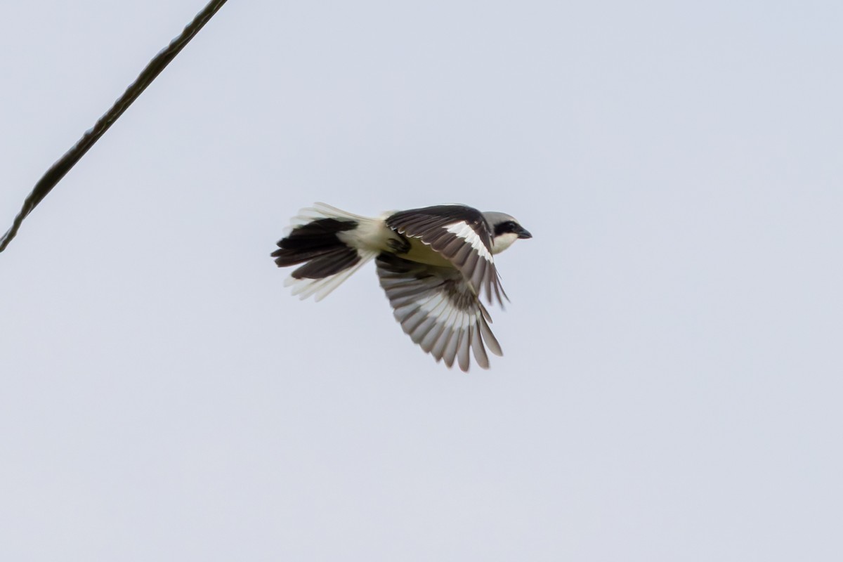 Loggerhead Shrike - ML620380485