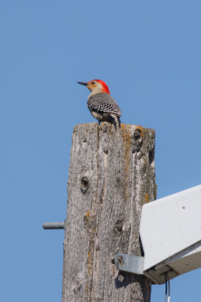 Red-bellied Woodpecker - ML620380496