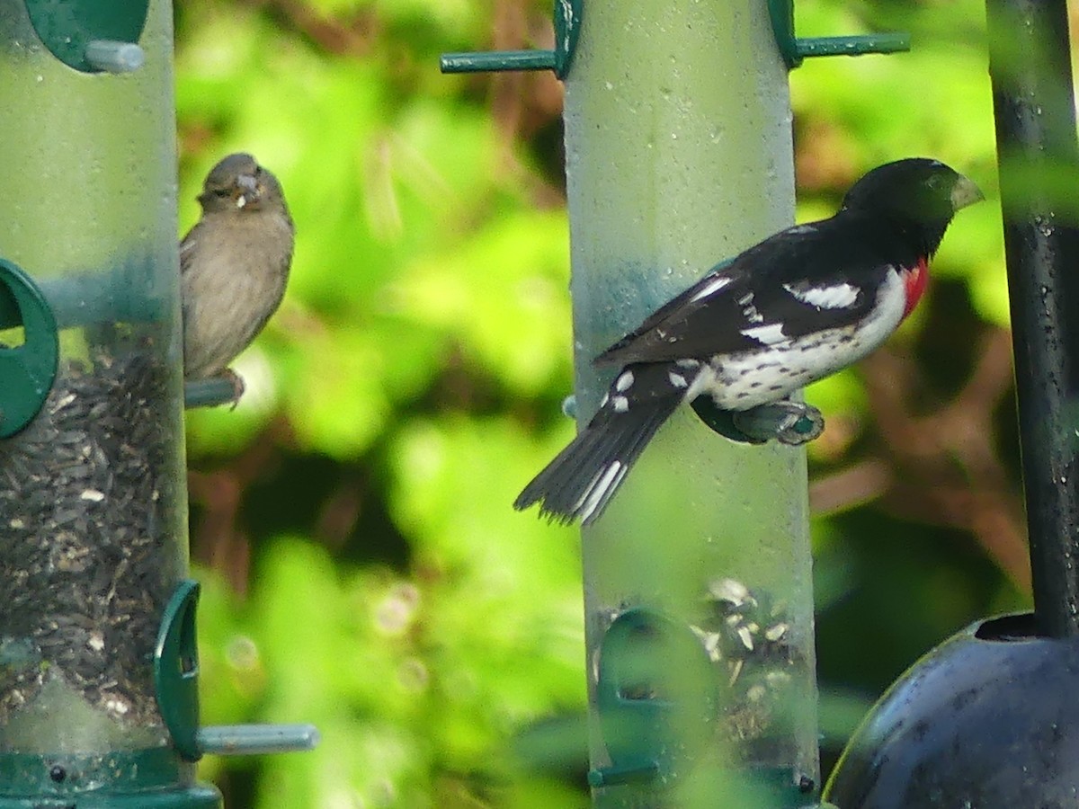 Rose-breasted Grosbeak - ML620380498