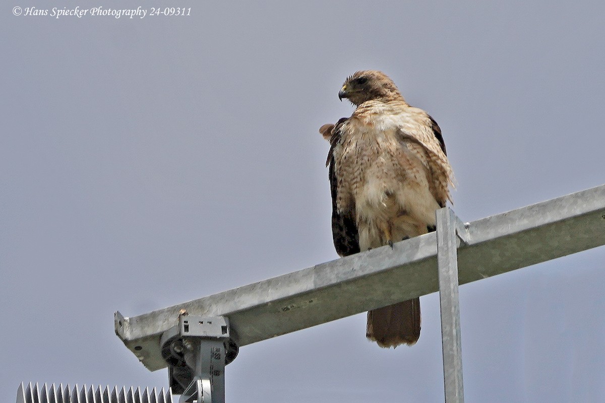 Red-tailed Hawk - ML620380504