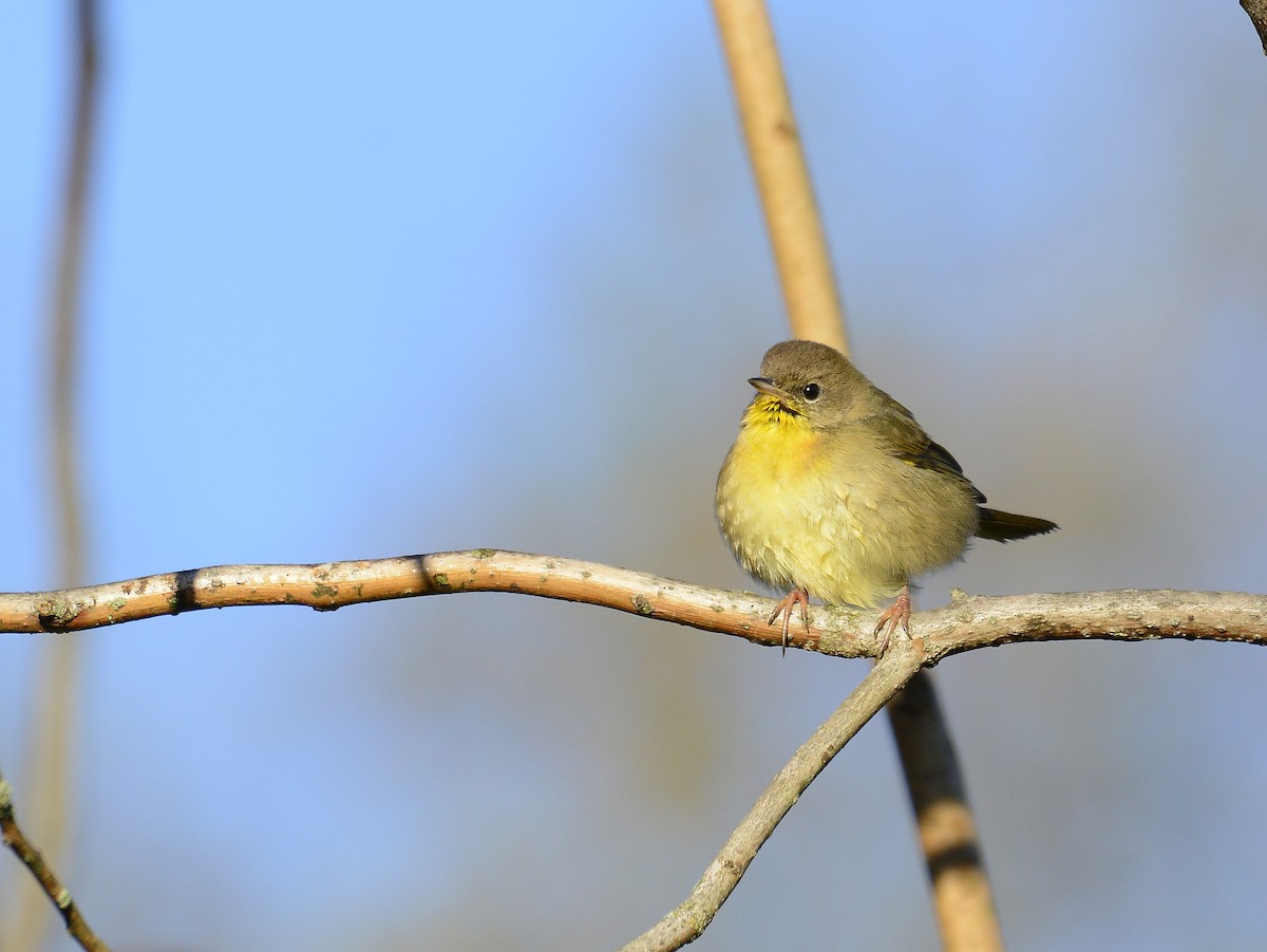 Common Yellowthroat - ML620380509