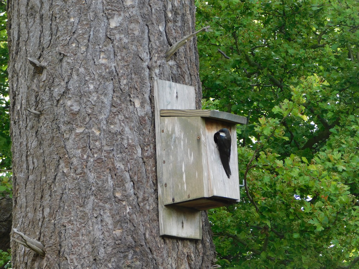 Tree Swallow - ML620380514