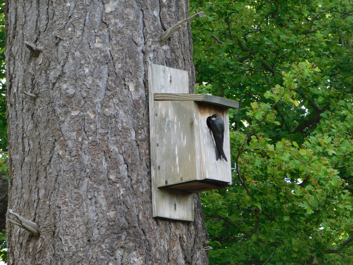 Tree Swallow - ML620380516