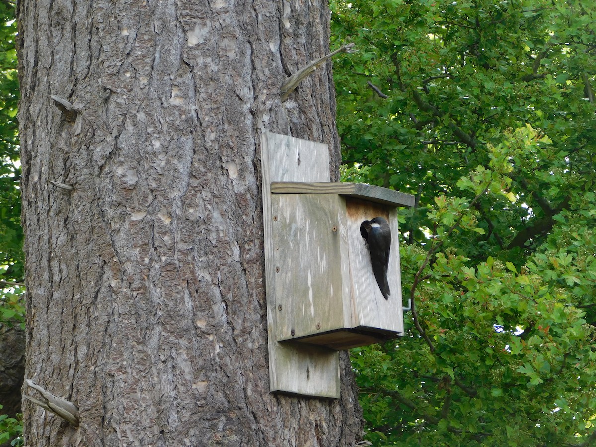 Tree Swallow - ML620380517