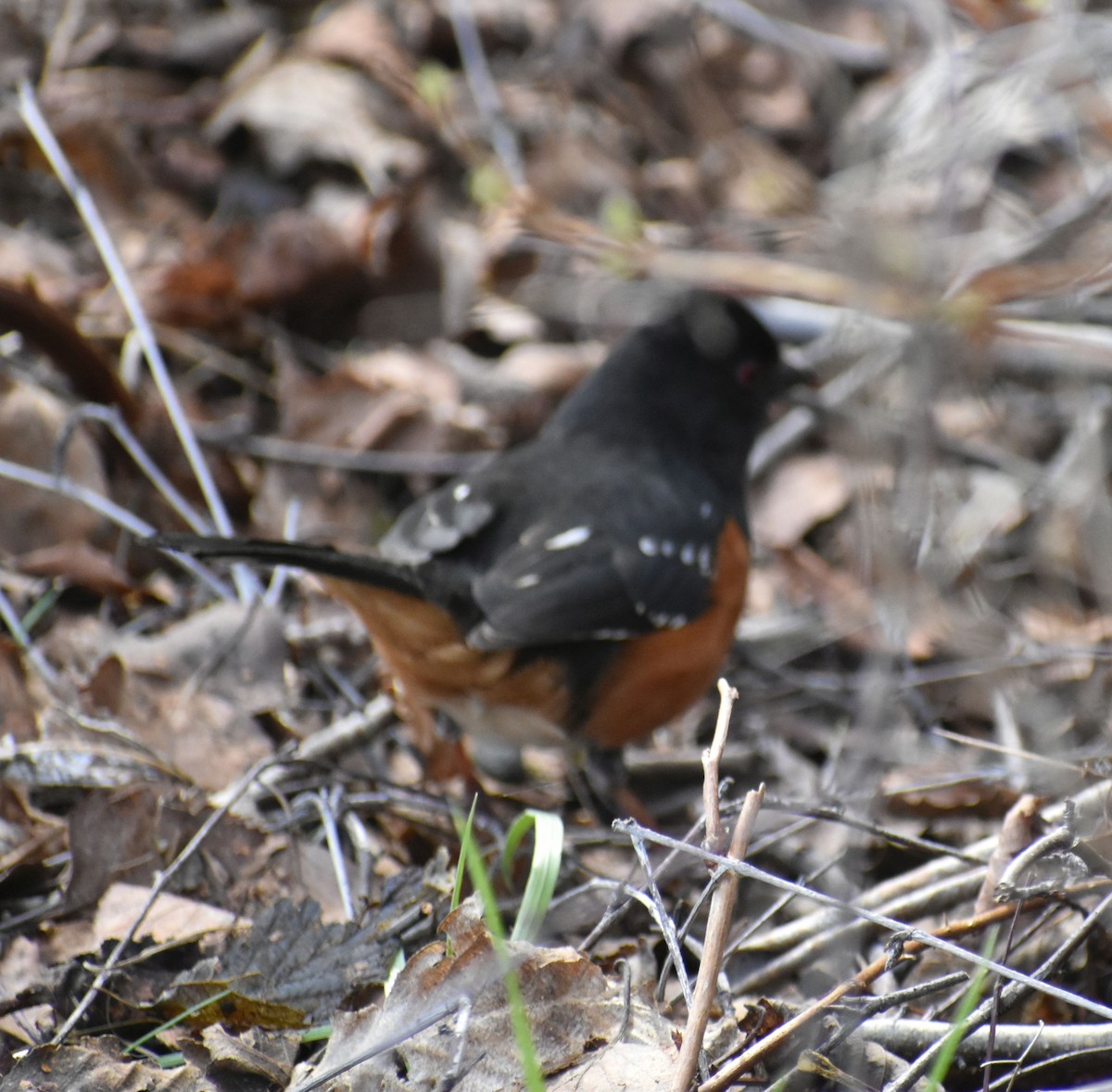 Spotted Towhee - ML620380532