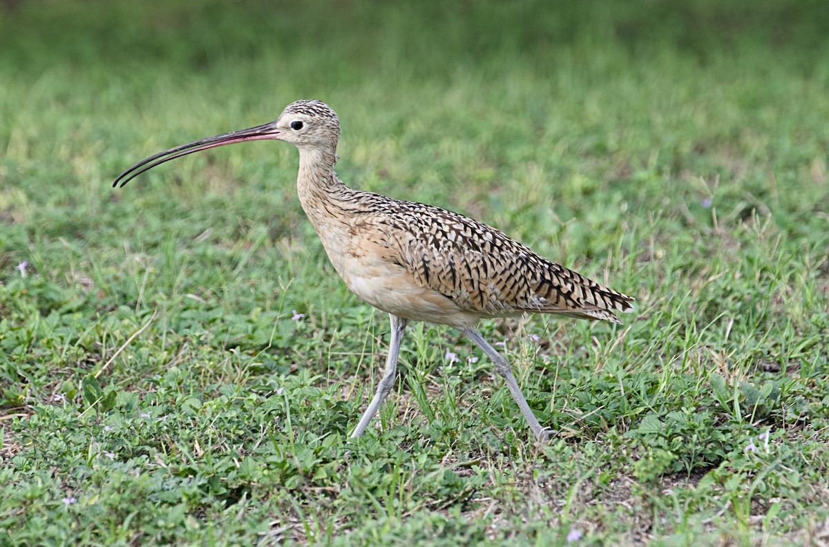 Long-billed Curlew - ML620380548