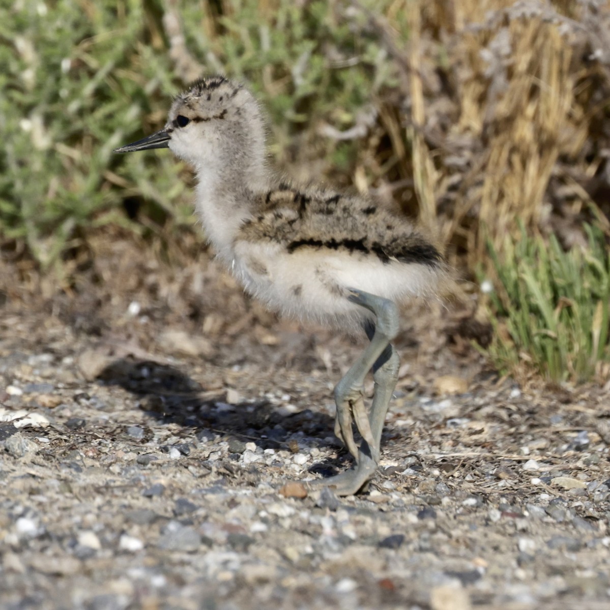 Avoceta Americana - ML620380564