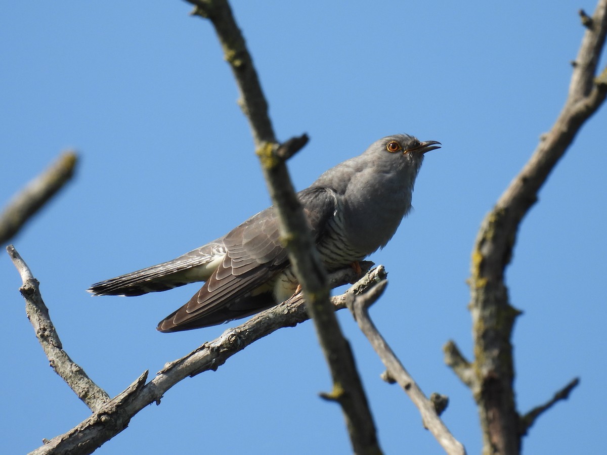 Common Cuckoo - ML620380569