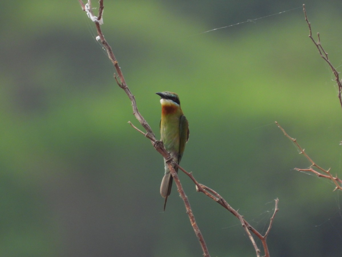 Blue-tailed Bee-eater - Lakshmikant Neve