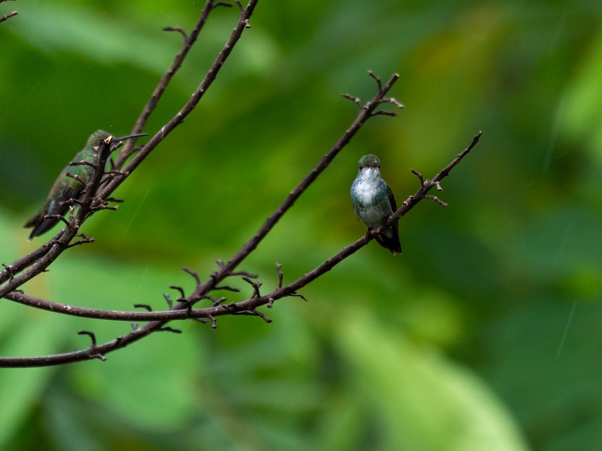 Blue-chested Hummingbird - ML620380575