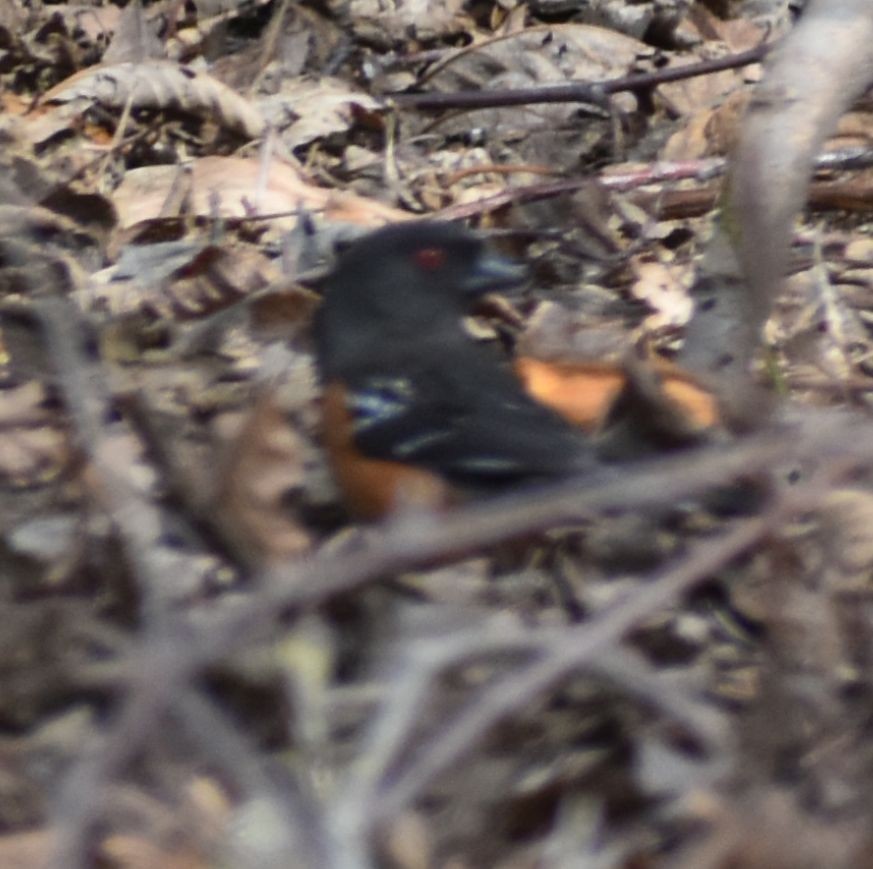 Spotted Towhee - ML620380583