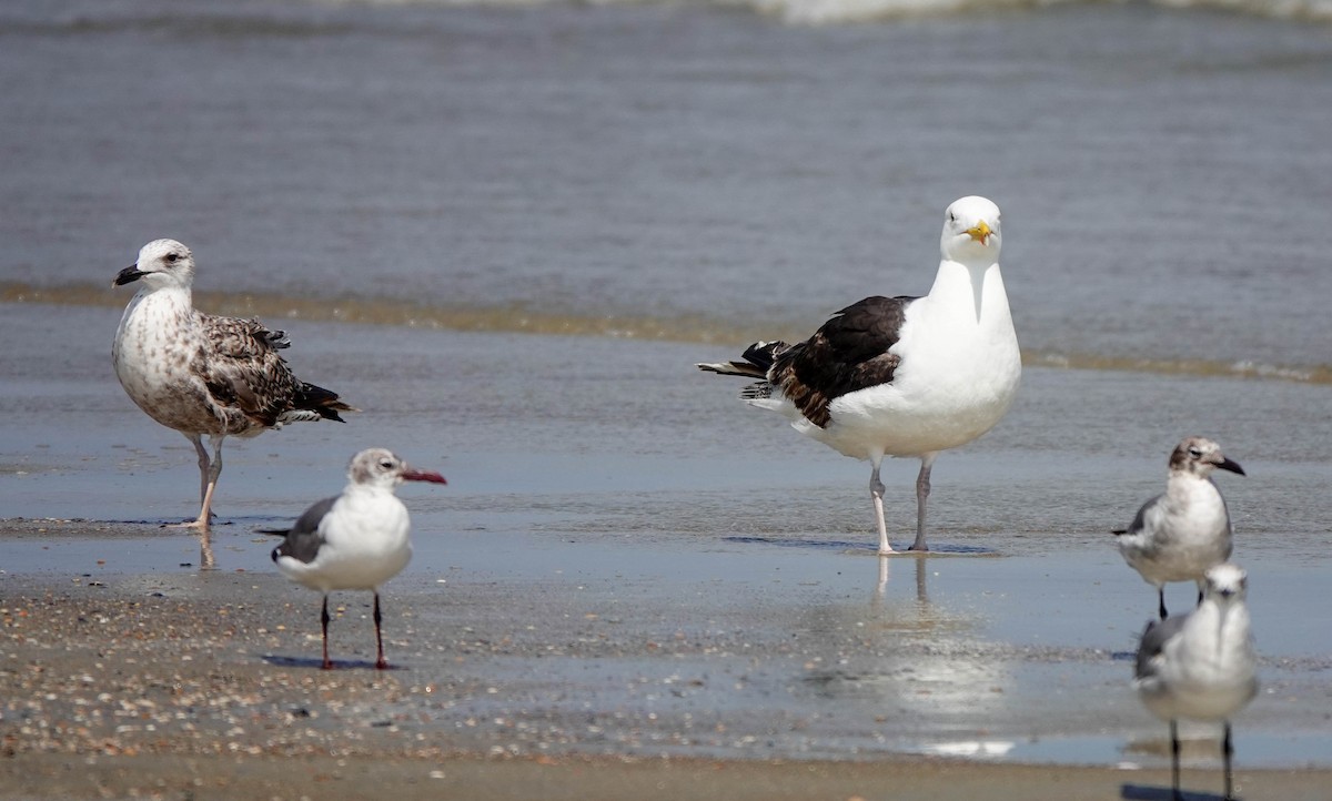 Lesser Black-backed Gull - ML620380594