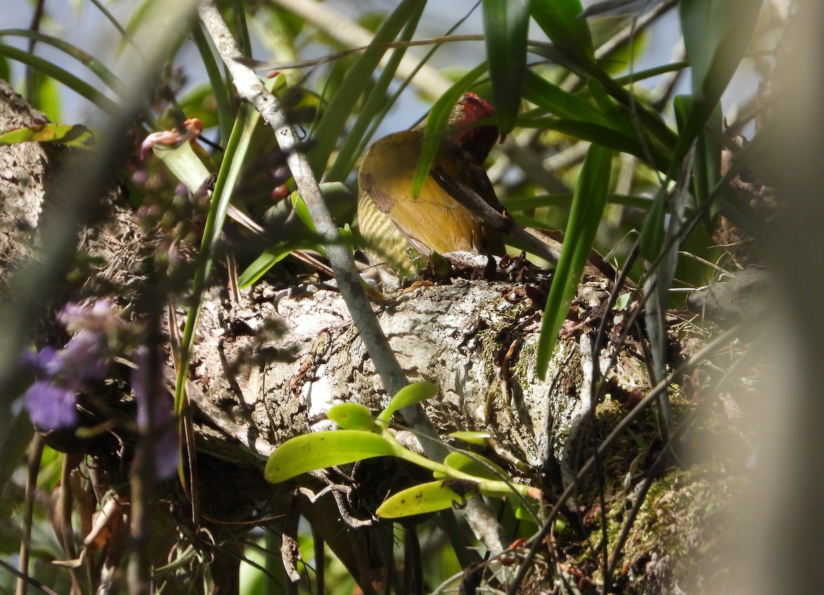 Golden-olive Woodpecker - ML620380599