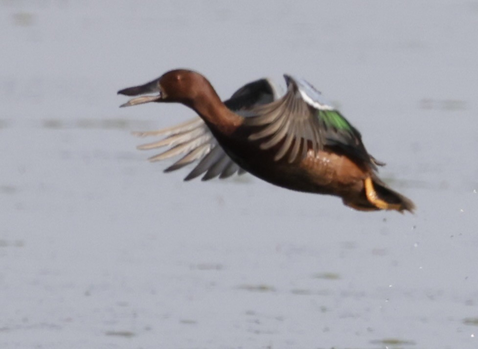 Cinnamon Teal - ML620380611