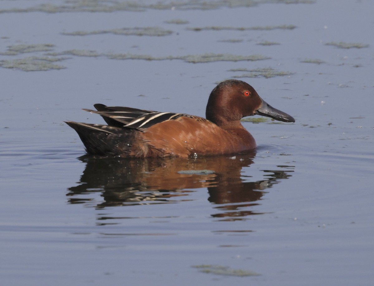 Cinnamon Teal - ML620380612