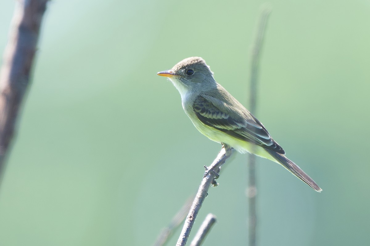 Willow Flycatcher - ML620380613