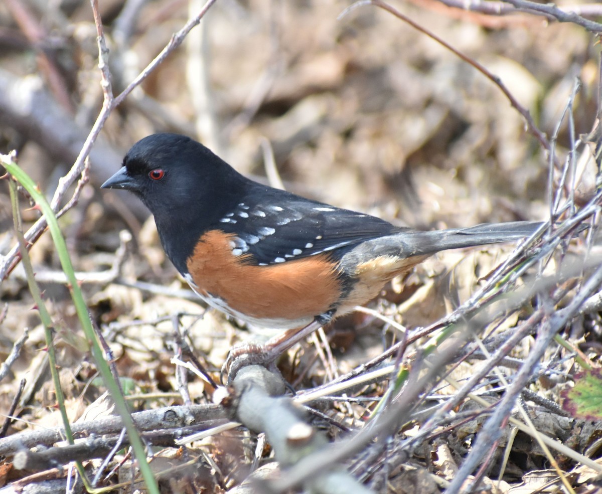 Spotted Towhee - ML620380629