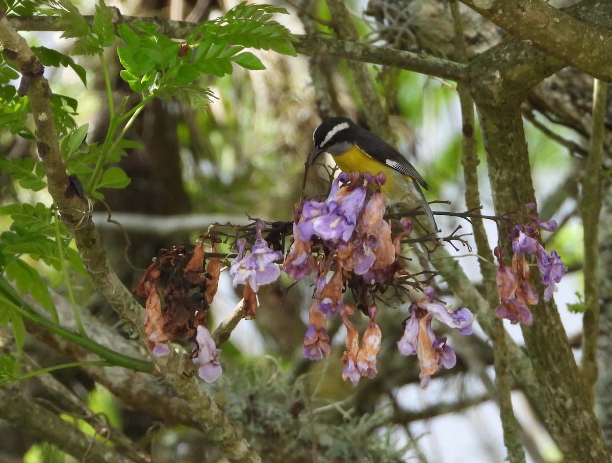 Bananaquit - ML620380638