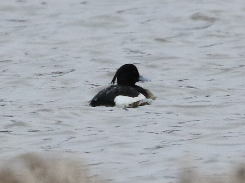 Tufted Duck - ML620380644