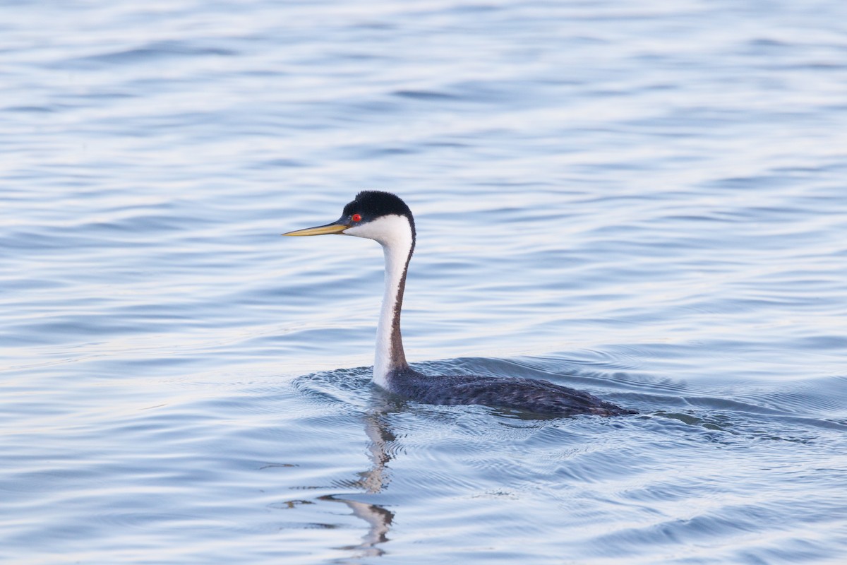 Western Grebe - ML620380650