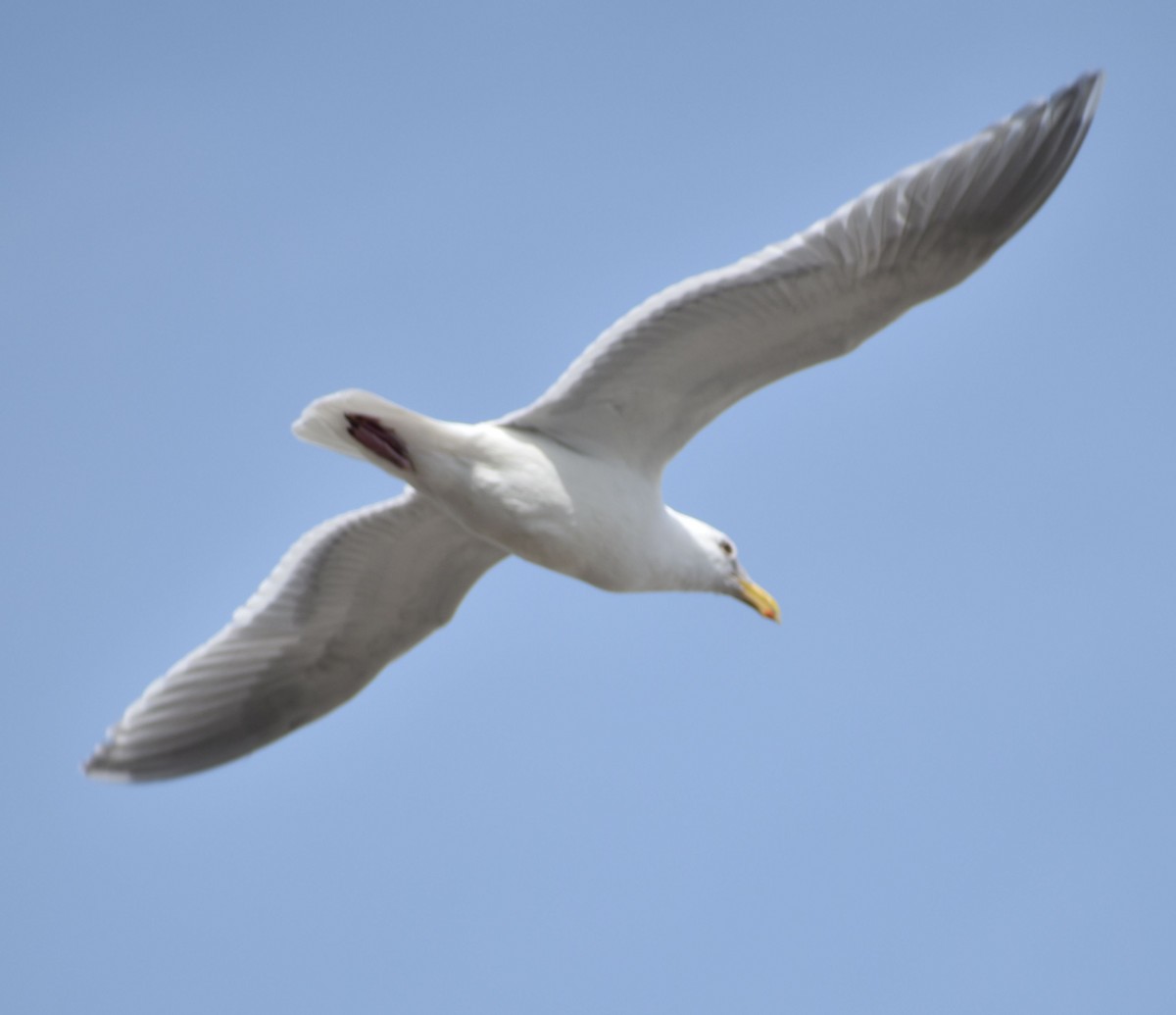 Glaucous-winged Gull - ML620380660