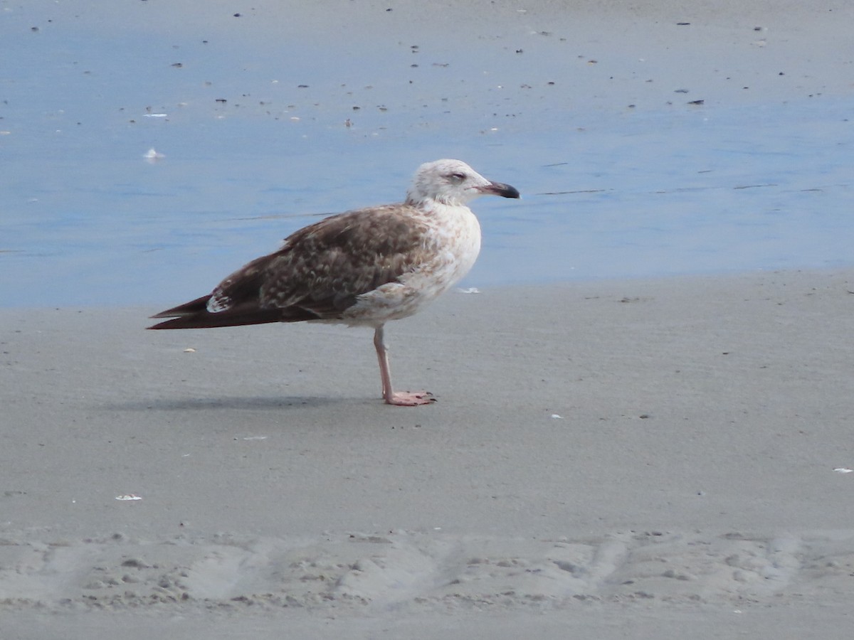 Great Black-backed Gull - ML620380661
