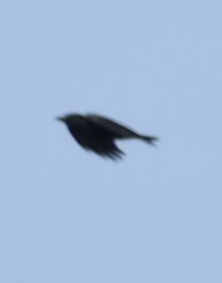 American Crow - ML620380663