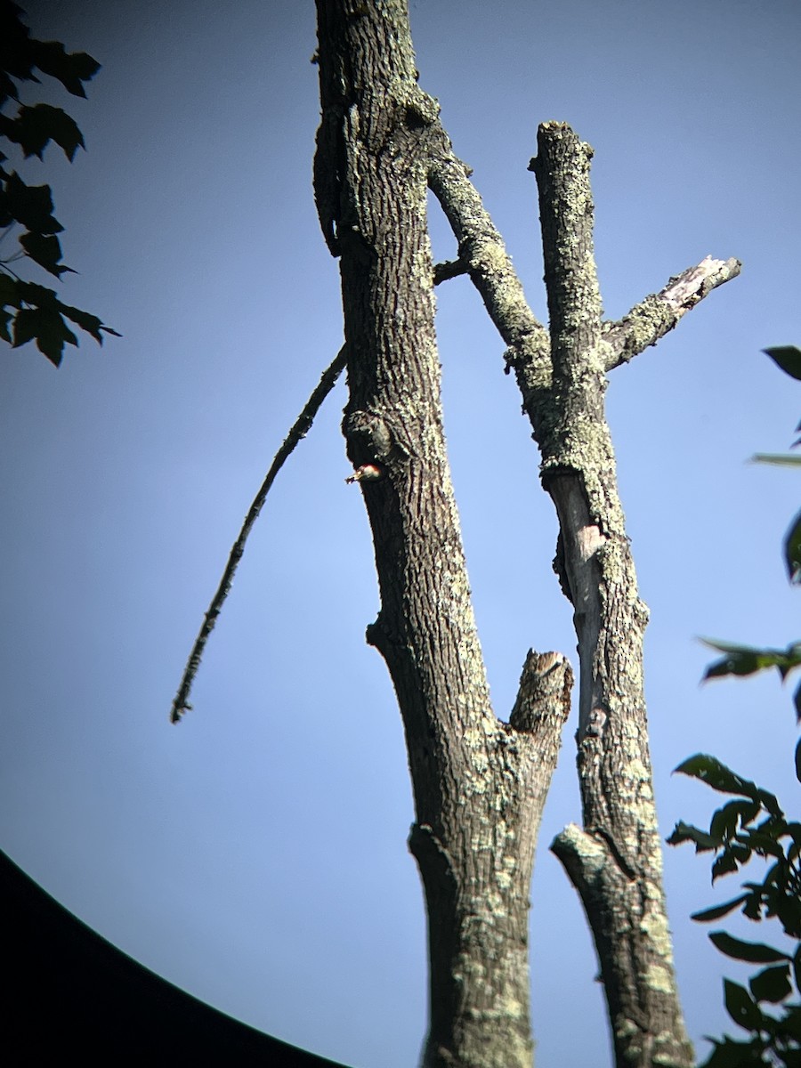 Red-bellied Woodpecker - ML620380667