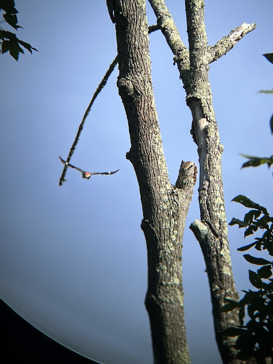 Red-bellied Woodpecker - ML620380669