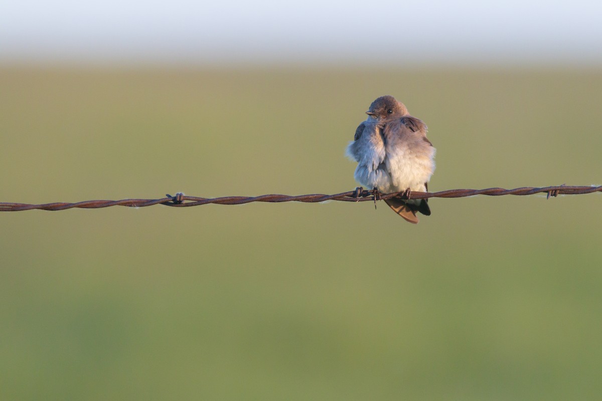 Northern Rough-winged Swallow - ML620380670