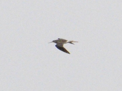 Greater Yellowlegs - Ian Teaell