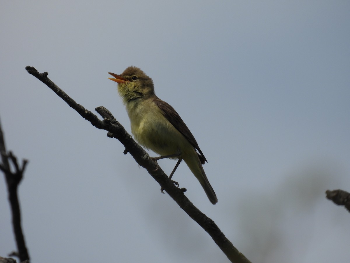 Melodious Warbler - ML620380672