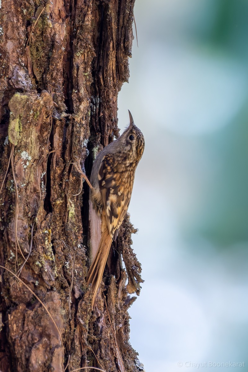 Hume's Treecreeper - ML620380674