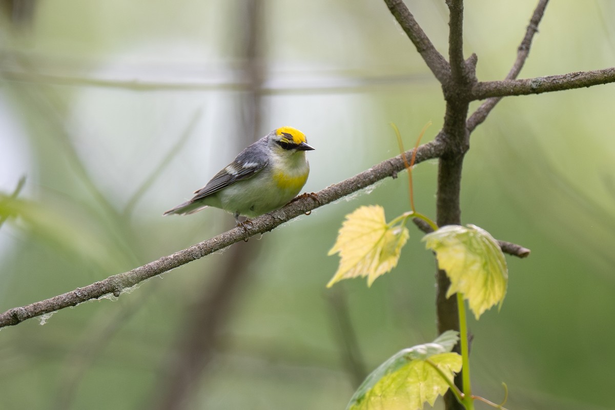 Brewster's Warbler (hybrid) - ML620380721