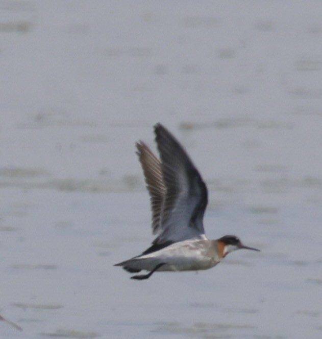 Red-necked Phalarope - ML620380728