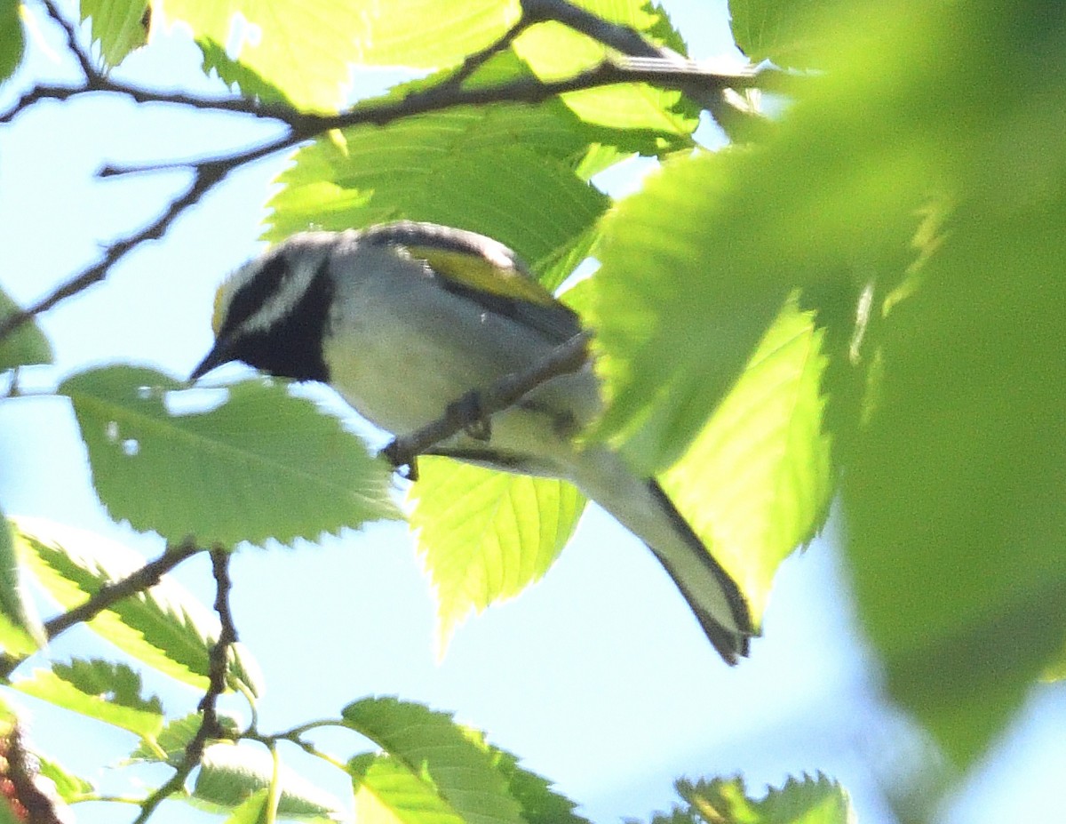 Golden-winged Warbler - ML620380734