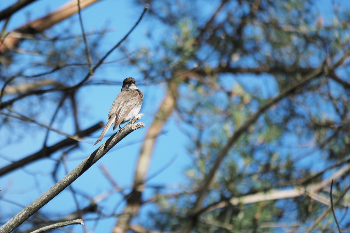 Eastern Phoebe - ML620380747