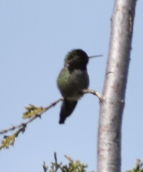 Anna's Hummingbird - ML620380749