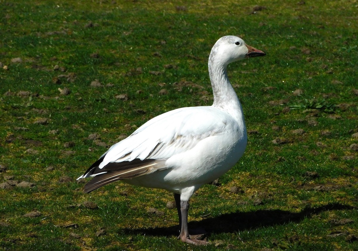 Snow Goose - ML620380752
