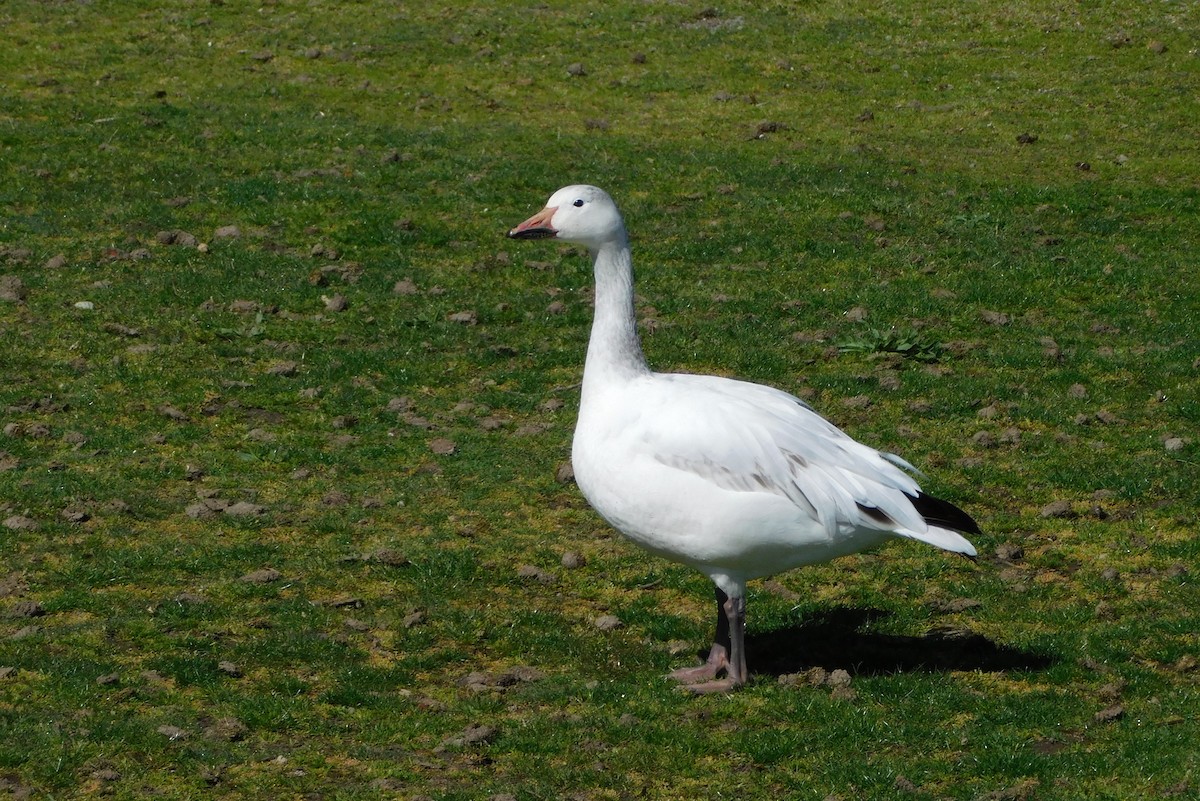 Snow Goose - ML620380753