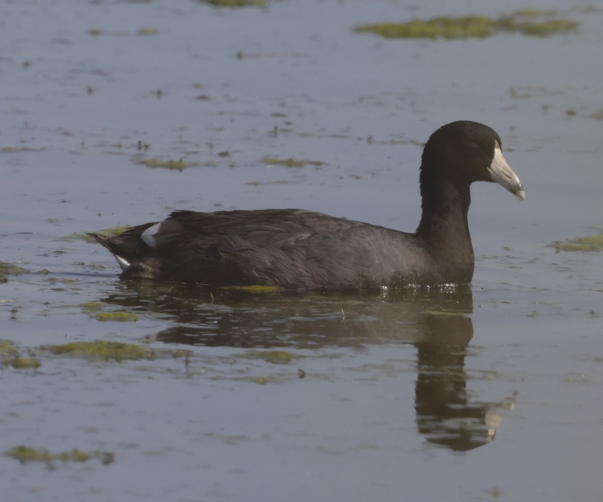 American Coot - ML620380760