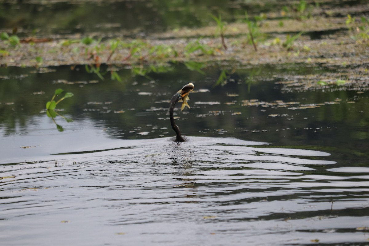 Anhinga Americana - ML620380761